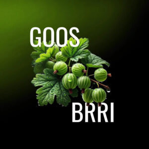 MUSTH Tabak GOOS BRRI 125g.JPG